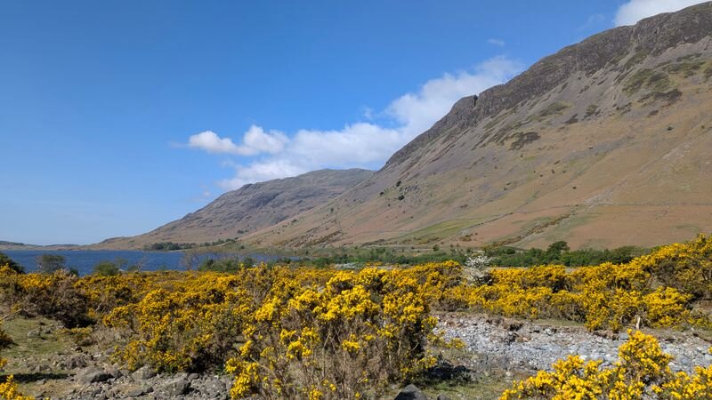 A mountain lake valley with blooming yellow gorse bushes in the foreground and grassy fells rising on both sides under a blue sky